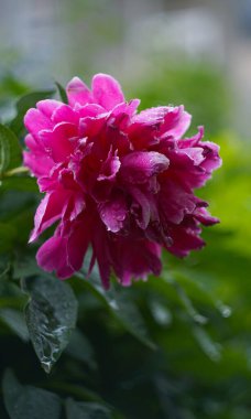                                   Bahçede, ortada bir gül açıyor..