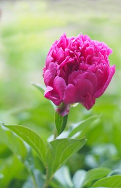                                Bahçede, ortada bir gül açıyor..