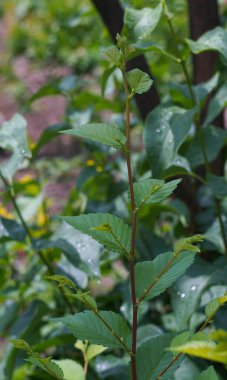                                Bahçede bir ağacın altında genç bir ağaç yetişiyor..
