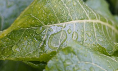                          Yaban turpunun geniş, düz yapraklarında bir yağmur damlası parlar..      