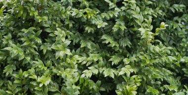                                Kalın katmanlı küçük yapraklar üzerine yağmur damlaları