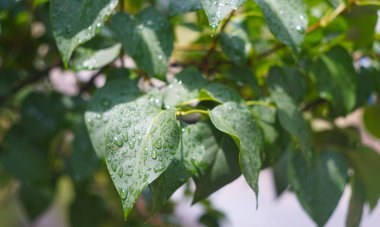                                Güneşte parlayan siren yapraklarının üzerine yağmur damlaları.