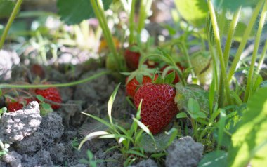                                Olgun çilekler çilek tarlasında yaprakların altında asılı..