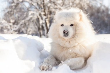 Gülümseyen samoyed köpek kış kar üzerinde yatıyordu