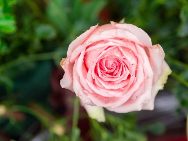 Pembe gül çiçek yeşil arka planda kapatın.