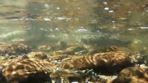 Grandes Peces Agua Dulce Recogen Aguas Poco Profundas Desovan Filmados — Vídeo de stock