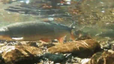 Büyük tatlı su balığı sığ sularda ve spawn, su altında yakın mesafeden filme toplanır.