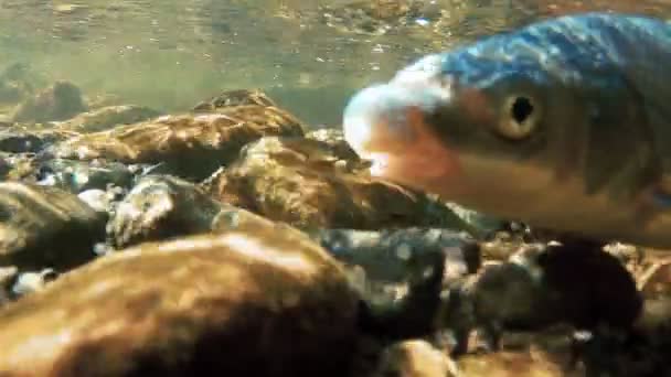 Крупные Пресноводные Рыбы Собираются Мелководье Нересте Снимаются Водой Близкого Расстояния — стоковое видео