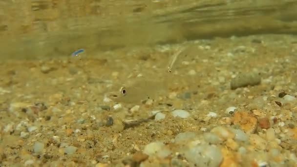 ปลาทะเลต วเล ายน าในน าทะเลต นเพ นหาอาหารบนพ นทราย — วีดีโอสต็อก