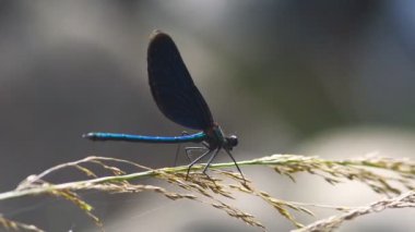 Yusufçuk sabırsızlıkla çim ve bir noktada bu paket fişi duruyor. Hemen yakınında alınan.