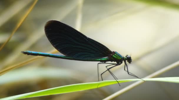 Dragonfly Blå Grön Färg Tålmodigt Står Gräset Sköt Från Nära — Stockvideo