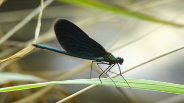 Yusufçuk mavi yeşil renk sabırla esintiyle sallanan süre çimenlerin üzerinde duruyor.