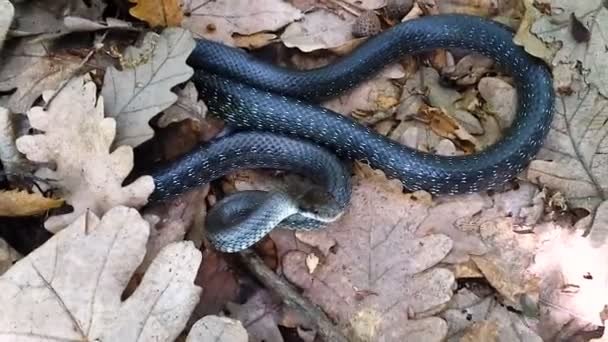 Serpiente Mueve Casi Lugar Mientras Todo Cuerpo Está Movimiento Debido — Vídeos de Stock