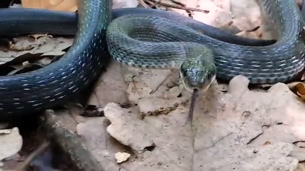 Die Schlange Bewegt Sich Fast Ihrem Platz Während Ihr Ganzer — Stockvideo