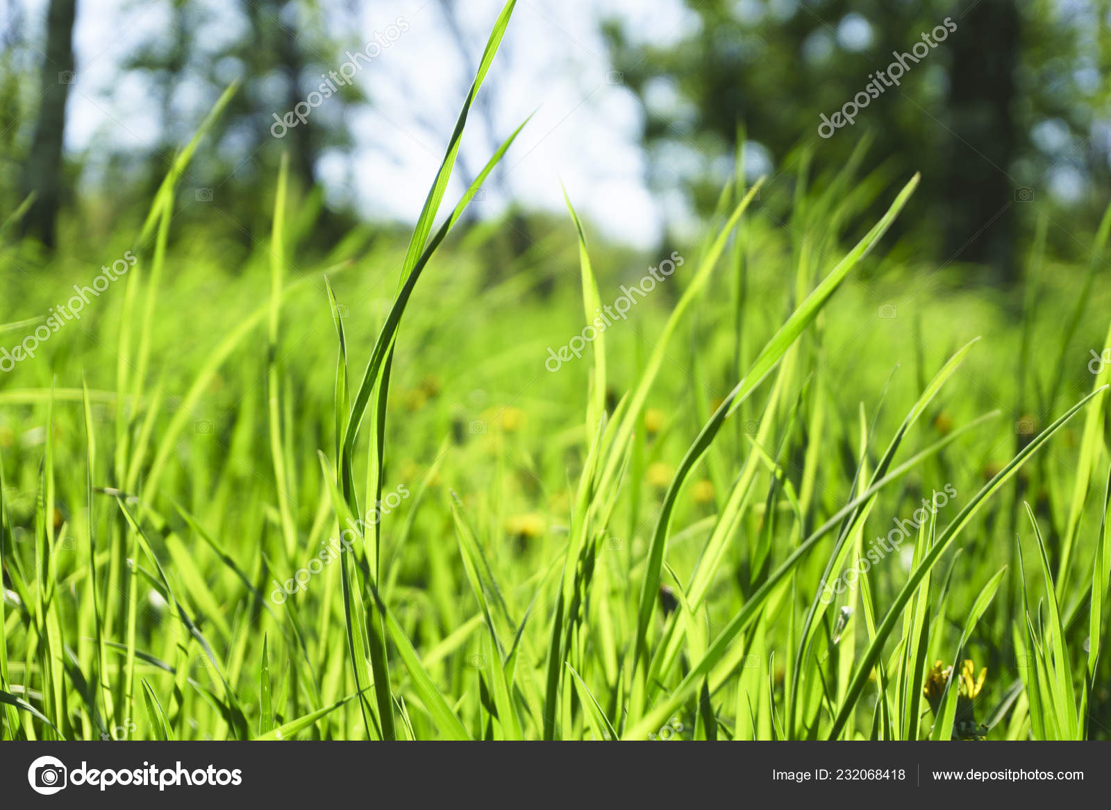 緑の草の天然ハーブの背景のテクスチャ ボケ味の美しさと芝生の庭 ストック写真 C Sanek