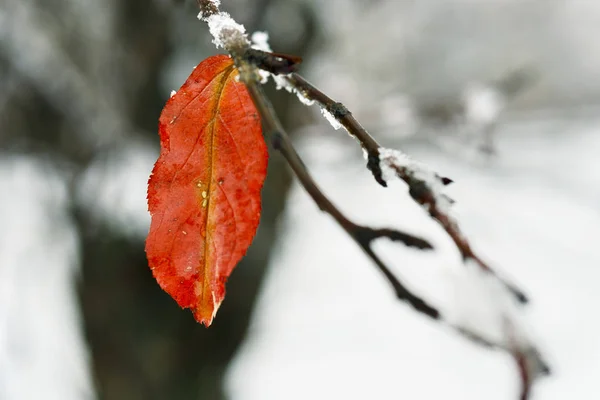 Rijm Bladeren Het Sneeuwt Wintertuin Bevroren Tak Met Sneeuw Vlokken — Stockfoto