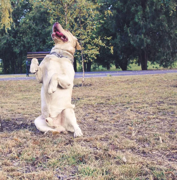 Familie Speelt Met Een Hond Meisje Met Haar Hond Energie — Stockfoto