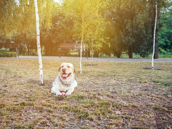 Family plays with a dog . Little girl with her dog . energy of friendship of children and dogs . the happy childhood with animals