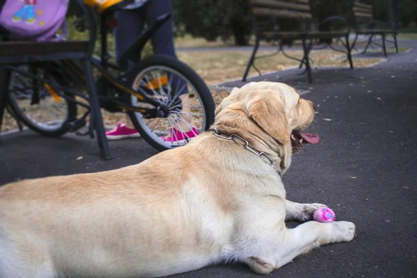 Grote Witte Hond Liggen Blik Van Een Hond Labrador Hoofd — Stockfoto