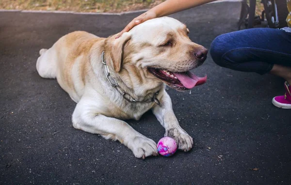 Grote Witte Hond Liggen Blik Van Een Hond Labrador Hoofd — Stockfoto