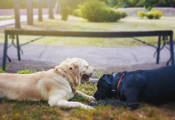 Honden Spelen Blik Van Een Hond Labrador Hoofd Dieren Liefde — Stockfoto
