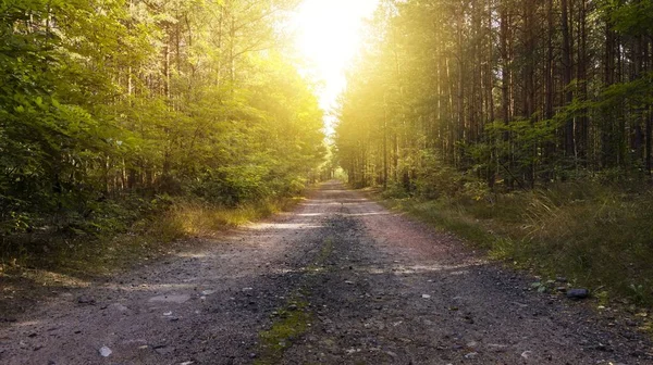 Paradise heaven . Light in sky  . Dramatic nature background . beautiful cloud .   Way to heaven . Way to God .  Journey of the Soul .  background sky at sunset and dawn . Glowing sunset . the road in the wood. .