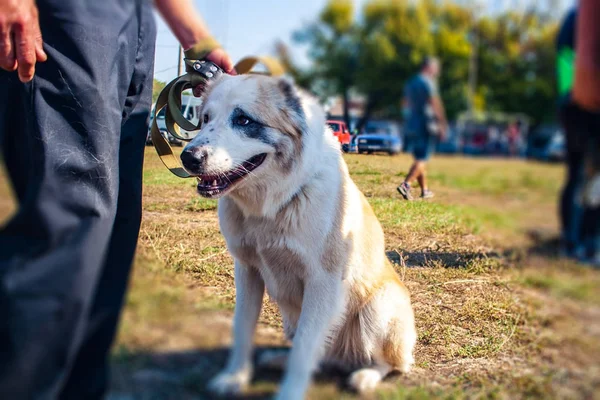 Gehoorzaamheid Dog Training Opleiding Van Werkhond Grote Witte Hond Wachter — Stockfoto