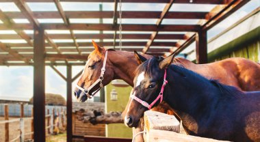 Anne at ve bebek tayı. İstikrarlı bir at sürüsü. ülkede düşmek. At istikrarlı 