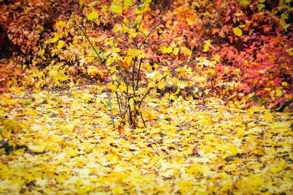 Jesień Las Złotej Jesieni Pozostawia Tło Bliska — Zdjęcie stockowe