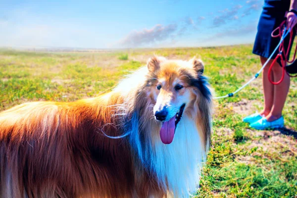 American Staffordshire Terrier Porträtt Collie Hund — Stockfoto