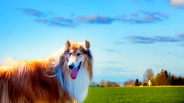 アメリカン スタッフォードシャー テリアの肖像画 コリー犬 — ストック写真