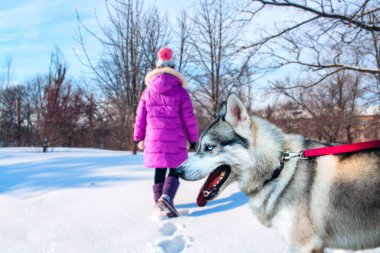  Genç kadın ve Sibirya husky köpek. Çocuk karla kaplı yolda bir Siberian dış yapraklar ile arka plan orman ve mavi gökyüzü üzerinde yürür. Güneşli bir gün ormanda kış. Husky