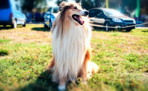 Собака Коллі Парку Довгошерста Груба Колі Стоїть Зеленому Полі — стокове фото