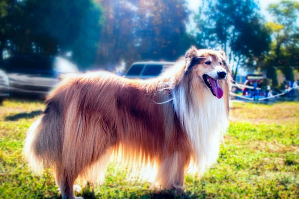 Собака Коллі Парку Довгошерста Груба Колі Стоїть Зеленому Полі — стокове фото
