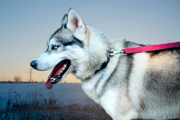 Retrato Bonito Husky Inverno Cão Neve — Fotografia de Stock
