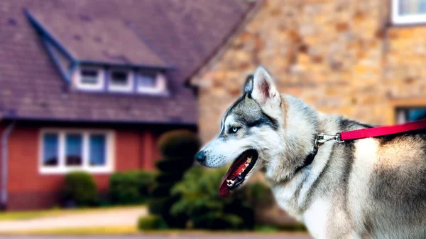 Χάσκυ Μπλε Μάτι Στο Καταπράσινο Γρασίδι Ένα Μεγάλο Σκυλί Προστατεύει — Φωτογραφία Αρχείου
