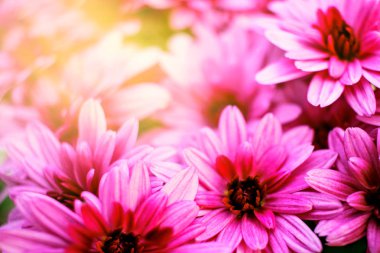 Kasımpatı çiçekleri. Buket Pembe çiçek. Krizantem fotoğraf 