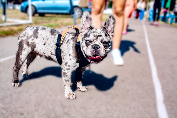 Fransk Bulldog Som Njuter Promenad Med Sin Ägare Hus Djur — Stockfoto
