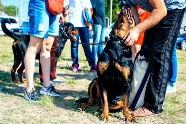 dostluk kişi ve köpek. Güzel genç rottweiler köpek portresi.
