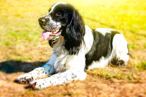 English Springer Spaniel Working English Springer Spaniel Licking Her Face — Stock Photo, Image