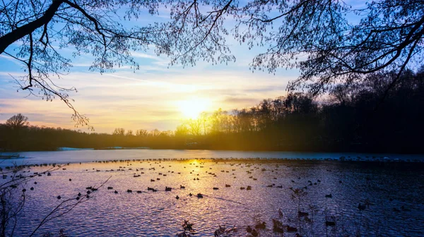 Ducks Frozen Lake Winter Landscape Lake Sunset — Stock Photo, Image