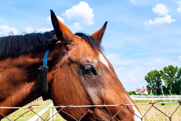 Portré Gyönyörű Barna Legelő Réten Ranch Lovak Legelő — Stock Fotó