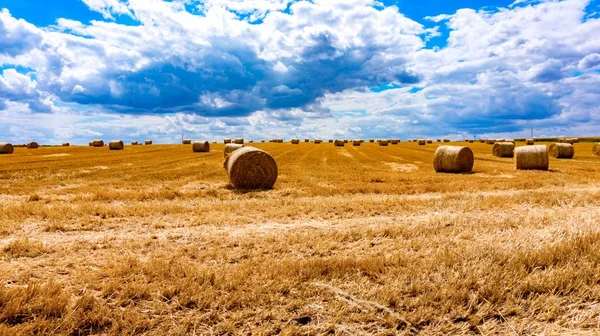 Straw Wrapped Circle Agricultural Sunny Hot Weather Straw Bales Field — Stock Photo, Image