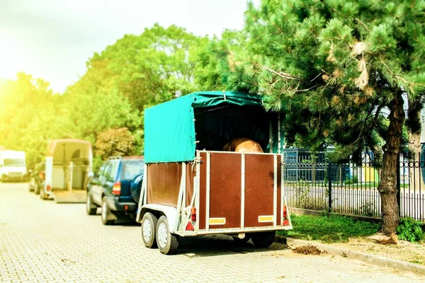 Αστεία Μεταφορά Αλόγων Άμαξα Για Άλογα Στον Ψηλό Δρόμο — Φωτογραφία Αρχείου
