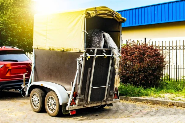 Grappig Paard Transport Vervoer Voor Paarden Hoge Weg — Stockfoto