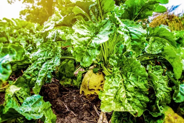 Sugar Beet Field Agricultura Mal Tiempo Para Una Cosecha — Foto de Stock