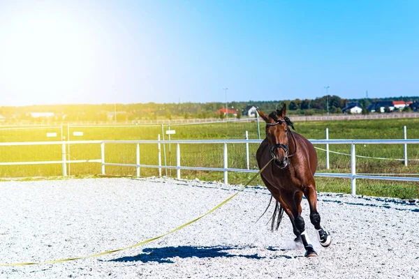 Utbildning Hästar Sporthäst Ett Vackert Och Stolt Djur Utbildning Sporthäst — Stockfoto