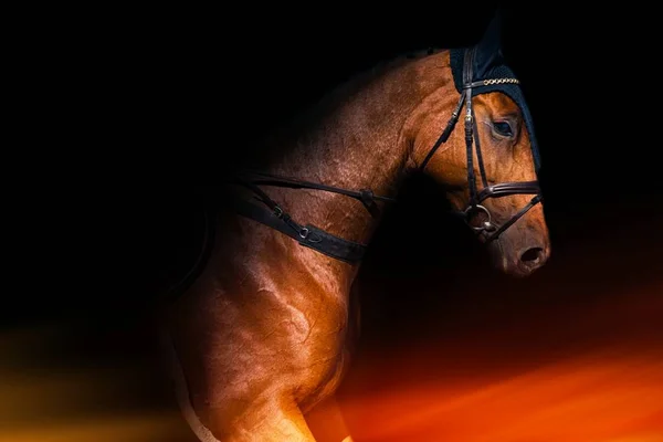 Cavalo Castanho Fundo Preto Cavalos Campeões Corredor Árabe — Fotografia de Stock
