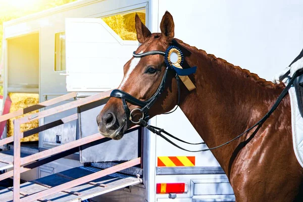 Bil För Att Bära Hästar Rolig Hästtransport Vagn För Hästar — Stockfoto