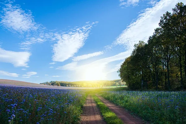 Campos Phacelia Verano Púrpura Las Flores Los Campos Deslumbramiento Del — Foto de Stock